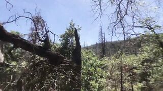 Fucking in the Sequoias